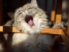 Frühjahrsmüdigkeit